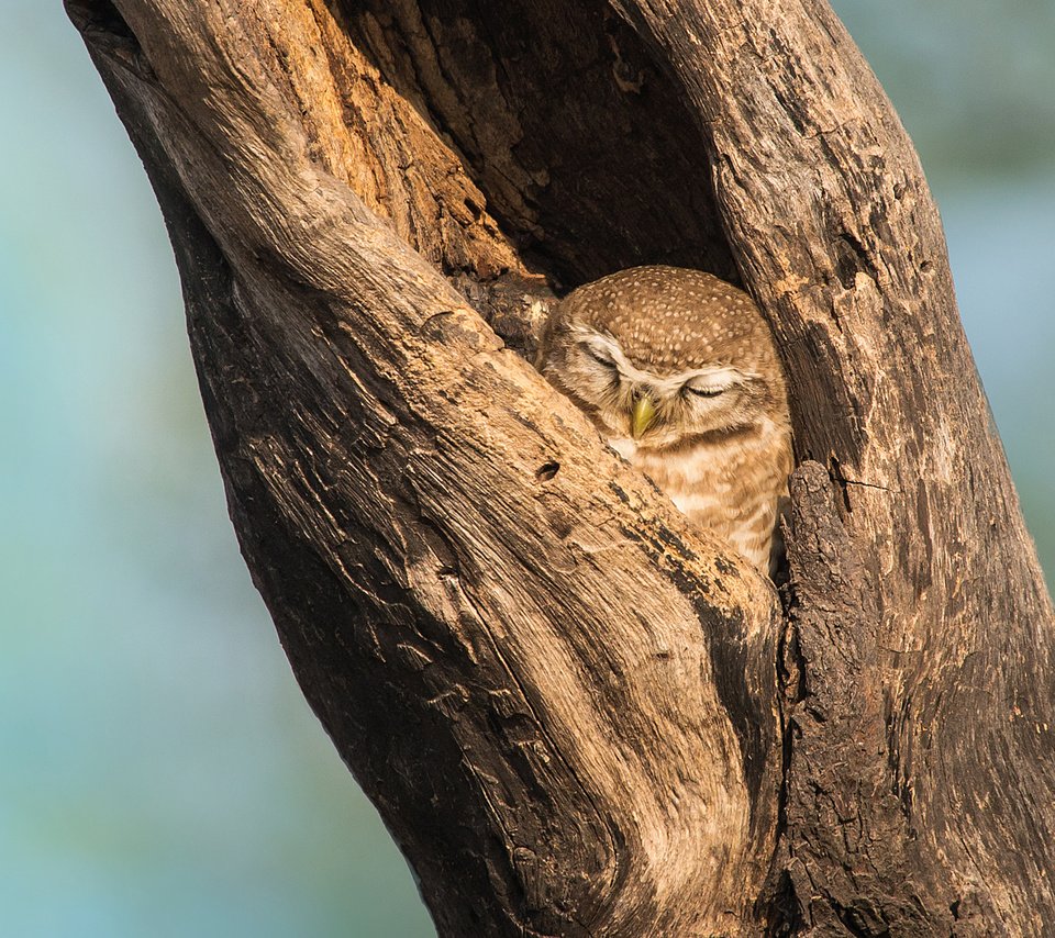 Обои сова, дерево, фон, сон, птица, клюв, дупло, owl, tree, background, sleep, bird, beak, the hollow разрешение 2048x1152 Загрузить