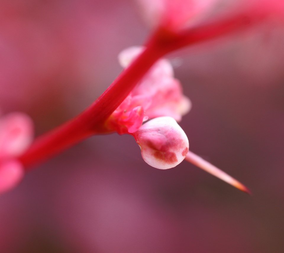 Обои свет, цветок, розовый, растение, light, flower, pink, plant разрешение 3504x2336 Загрузить