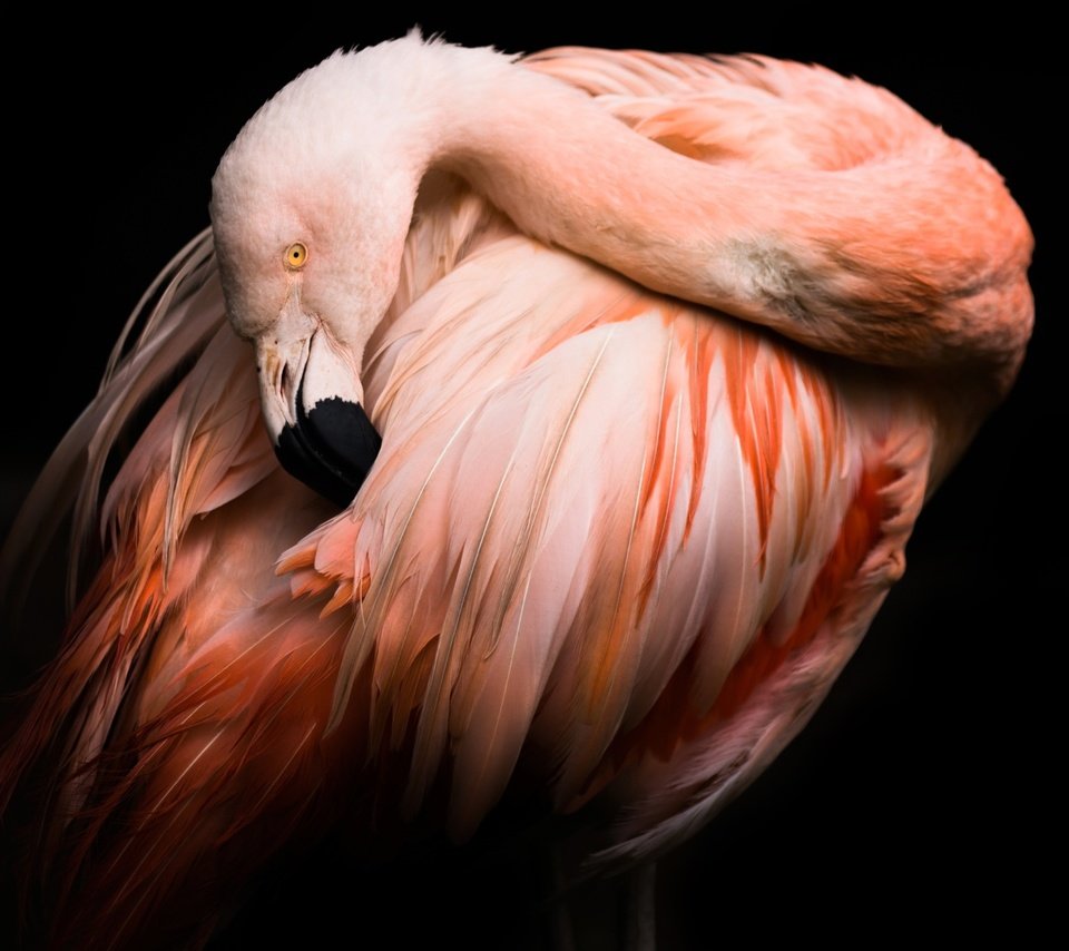 Обои фламинго, птица, клюв, черный фон, перья, flamingo, bird, beak, black background, feathers разрешение 2048x1365 Загрузить