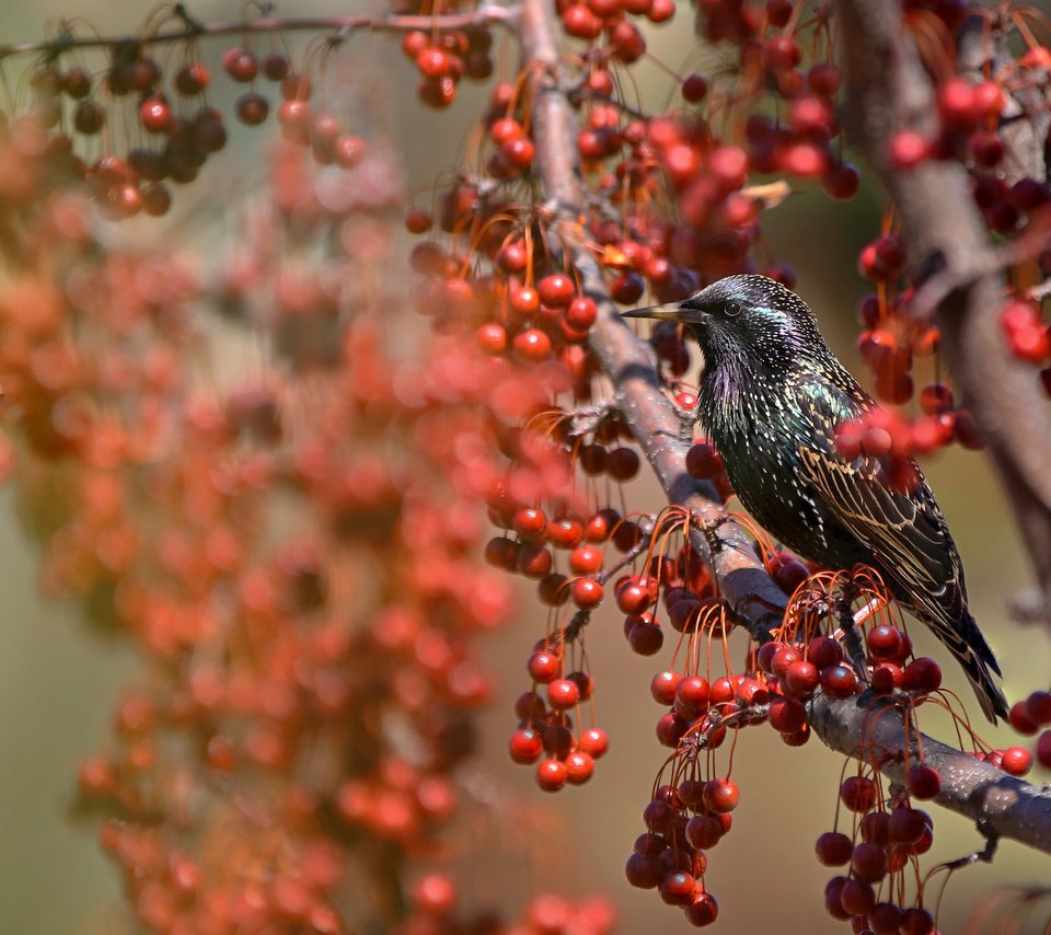 Обои природа, ветки, крылья, птица, клюв, ягоды, перья, скворец, nature, branches, wings, bird, beak, berries, feathers, starling разрешение 2048x1365 Загрузить