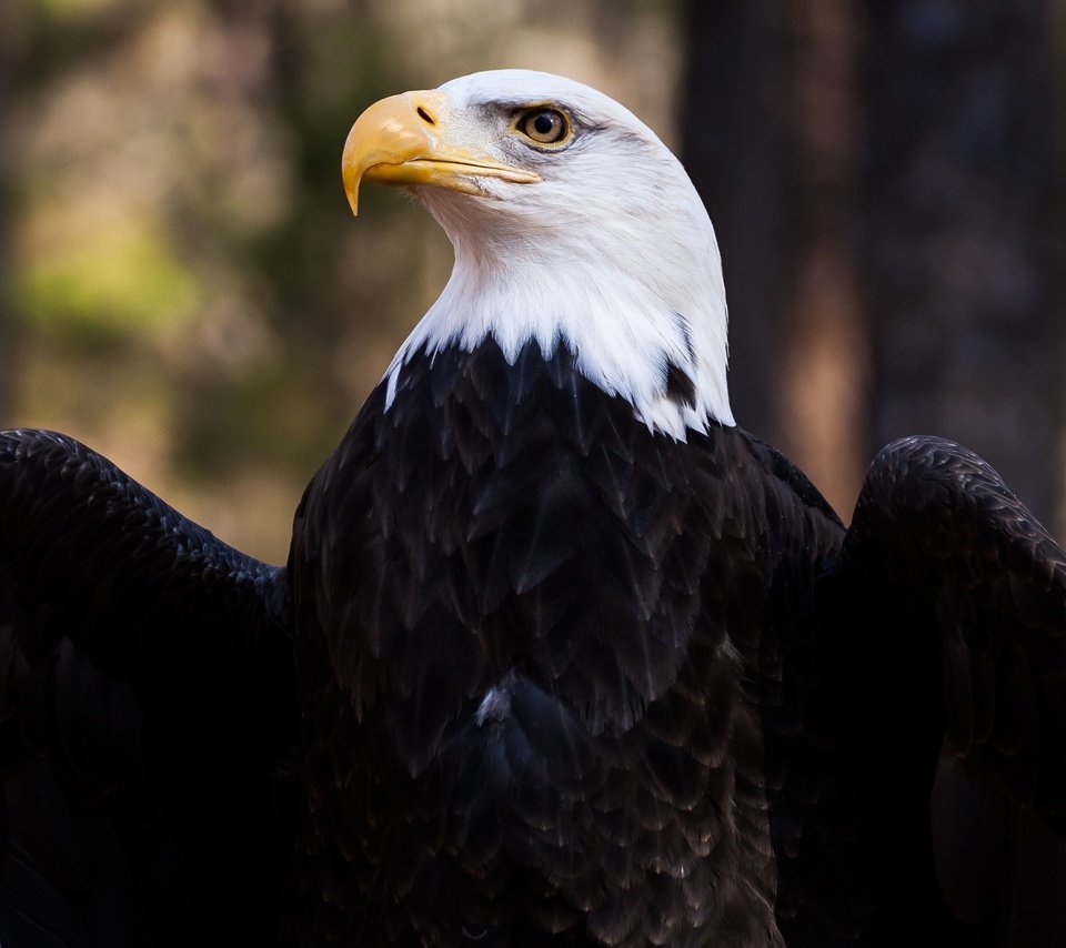 Обои крылья, орел, птица, клюв, перья, белоголовый орлан, wings, eagle, bird, beak, feathers, bald eagle разрешение 5000x3333 Загрузить