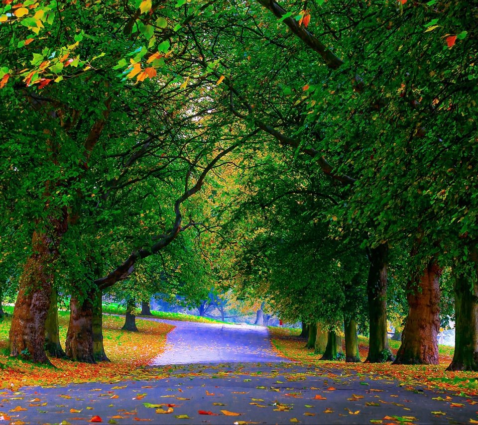 Обои деревья, зелень, листья, парк, осень, аллея, trees, greens, leaves, park, autumn, alley разрешение 4830x3168 Загрузить