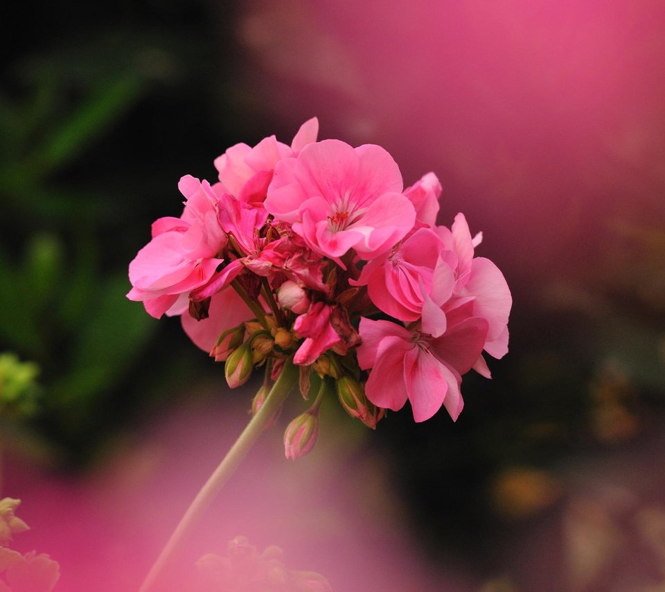 Обои цветок, фотограф, герань, джованни zacche, flower, photographer, geranium, giovanni zacche разрешение 2024x1347 Загрузить