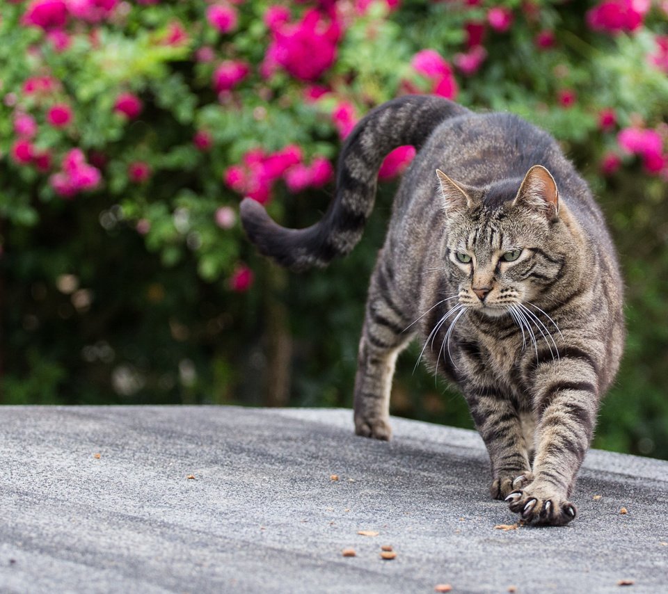 Обои цветы, кот, лето, кошка, когти, полосатый, flowers, cat, summer, claws, striped разрешение 2048x1152 Загрузить