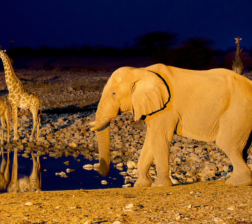 Обои слон, африка, жираф, водопой, намибия, etosha national park, elephant, africa, giraffe, drink, namibia разрешение 2048x1365 Загрузить