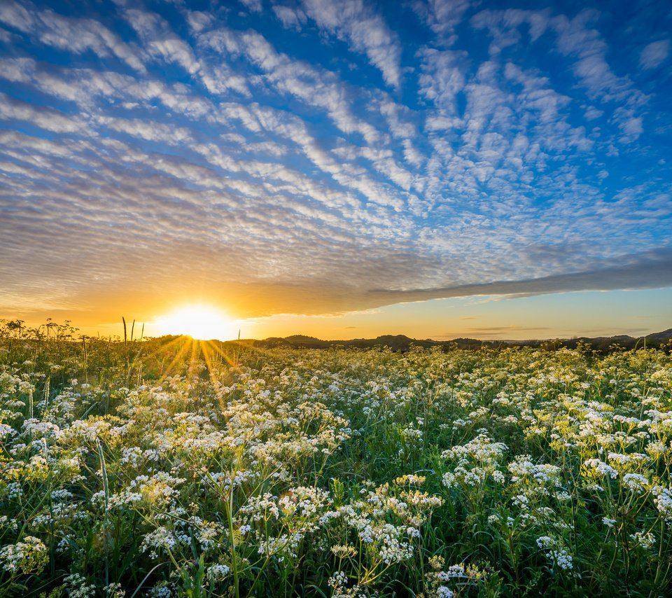 Обои небо, уг, цветы, облака, солнце, природа, закат, луг, норвегия, the sky, hs, flowers, clouds, the sun, nature, sunset, meadow, norway разрешение 2048x1365 Загрузить