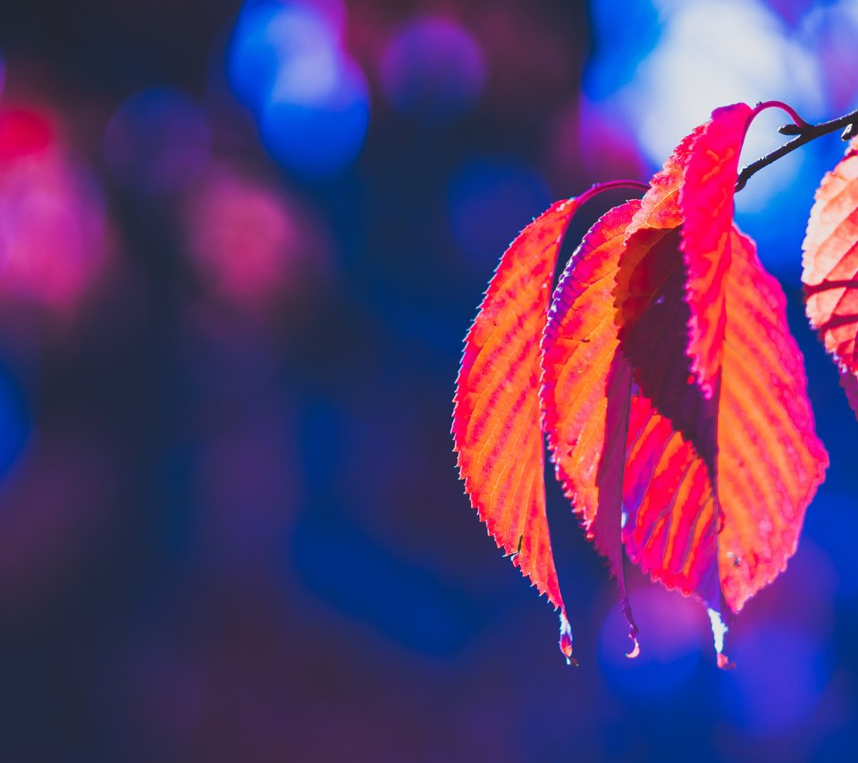 Обои природа, листья, осень, боке, багрянец, nature, leaves, autumn, bokeh, the crimson разрешение 2048x1365 Загрузить