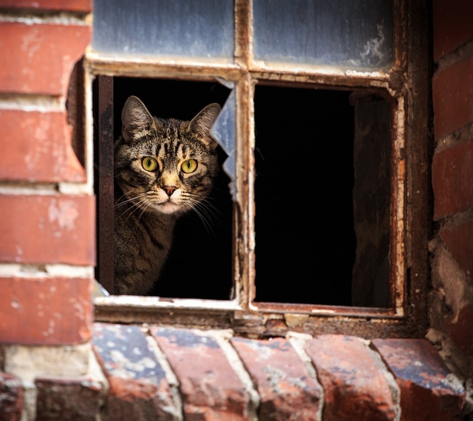 Обои кот, кошка, взгляд, дом, окно, полосатый, cat, look, house, window, striped разрешение 2048x1365 Загрузить