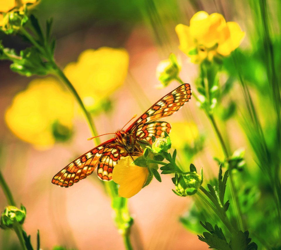 Обои цветы, макро, бабочка, насекомые, боке, flowers, macro, butterfly, insects, bokeh разрешение 2048x1365 Загрузить