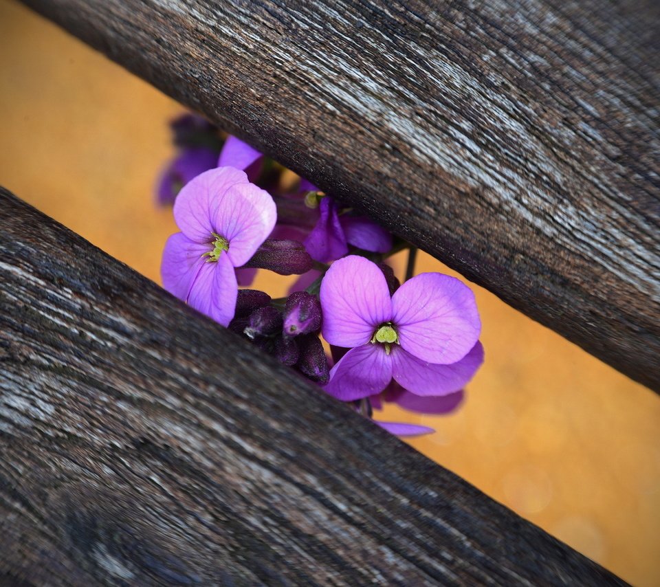 Обои цветы, макро, скамейка, фиалка, flowers, macro, bench, violet разрешение 1920x1200 Загрузить