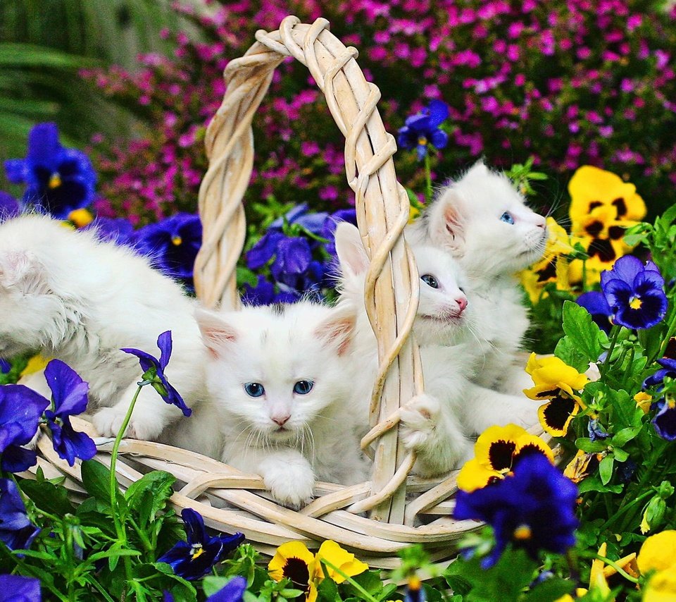 Обои цветы, корзина, белые, кошки, котята, flowers, basket, white, cats, kittens разрешение 1920x1200 Загрузить