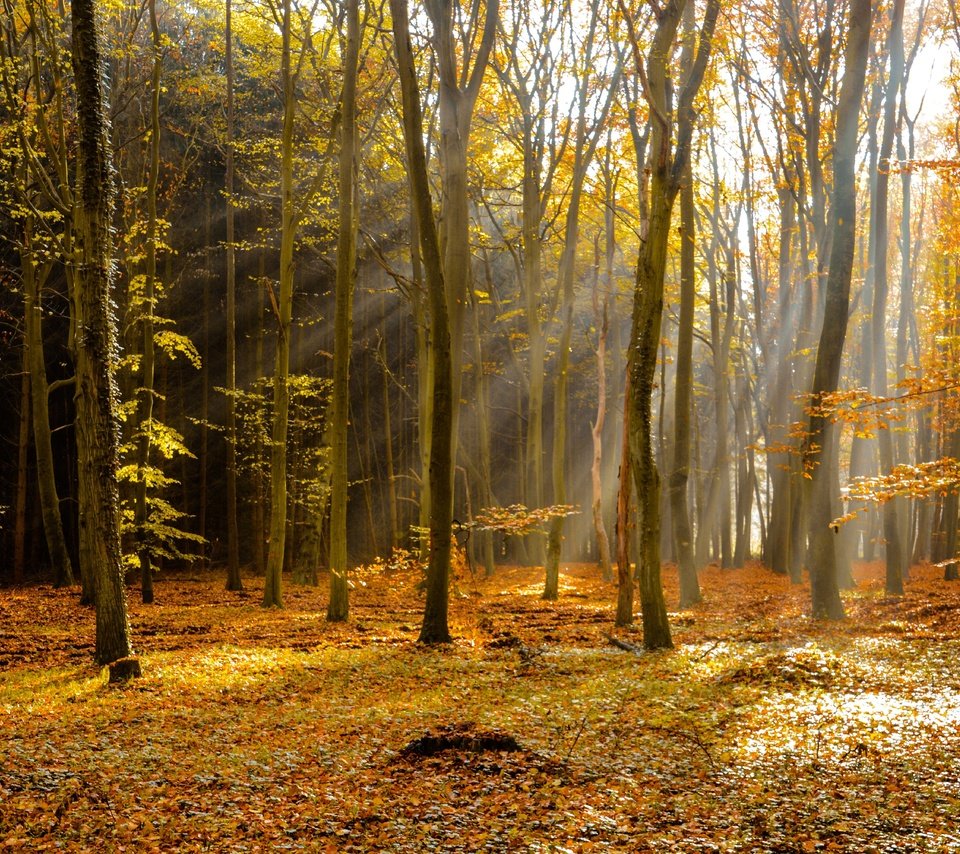 Обои деревья, лес, лучи, осень, листопад, trees, forest, rays, autumn, falling leaves разрешение 6000x4000 Загрузить