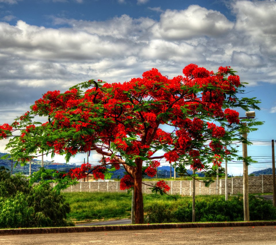 Обои облака, дерево, пейзаж, цветущее, delonix, clouds, tree, landscape, flowering разрешение 2048x1365 Загрузить