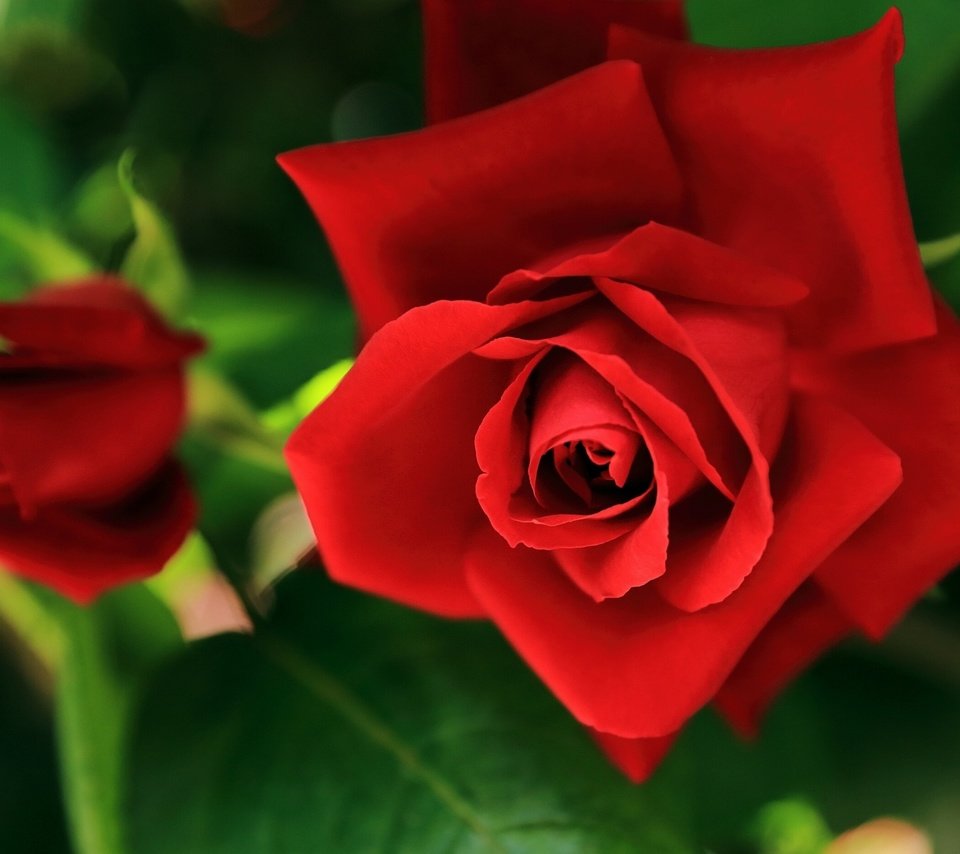 Обои цветы, розы, красные, flowers, roses, red разрешение 2560x1600 Загрузить