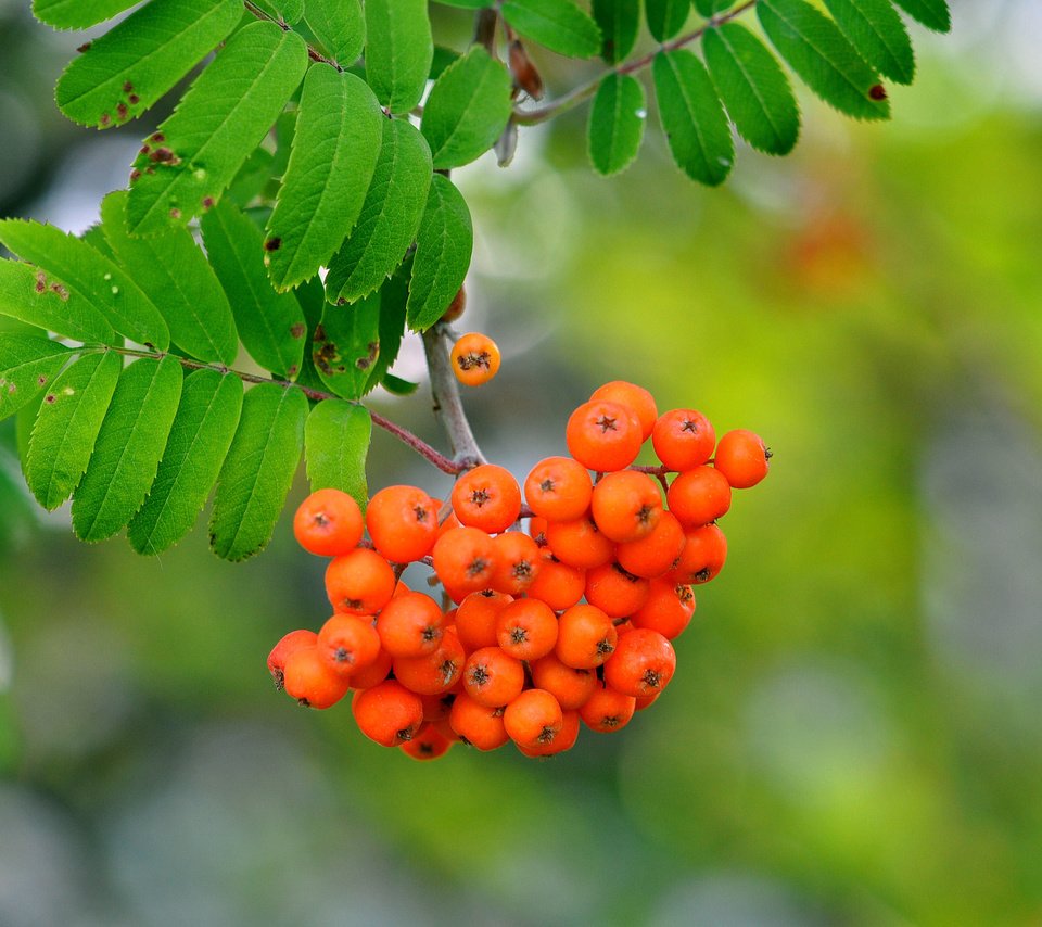 Обои ветка, природа, листья, макро, ягоды, рябина, branch, nature, leaves, macro, berries, rowan разрешение 3216x2136 Загрузить