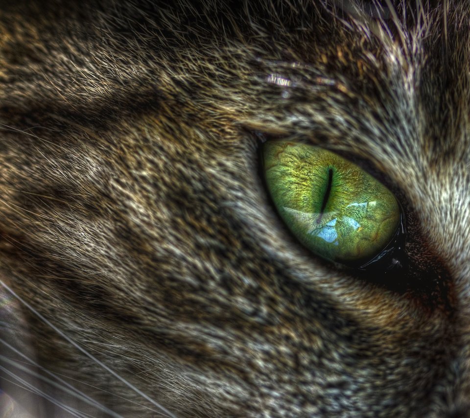 Обои зелёный, макро, кот, кошка, глаз, кошачий, green, macro, cat, eyes разрешение 2560x1440 Загрузить