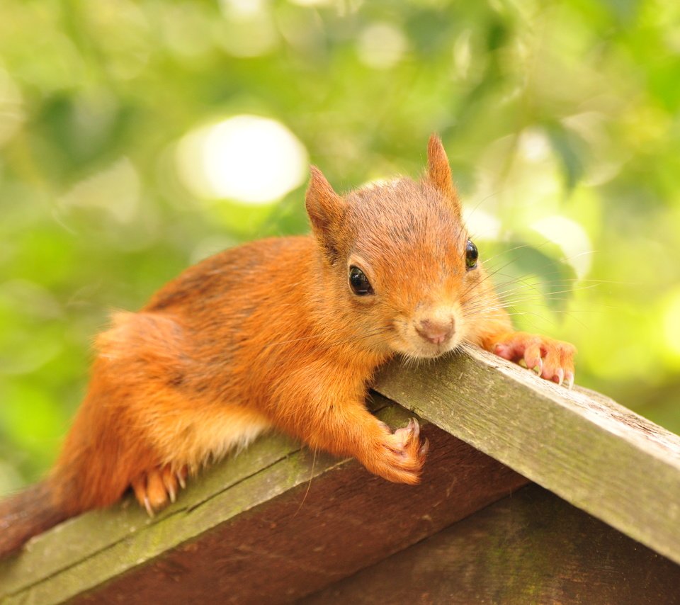 Обои листва, домик, животное, белка, грызун, кормушка, foliage, house, animal, protein, rodent, feeder разрешение 4288x2848 Загрузить