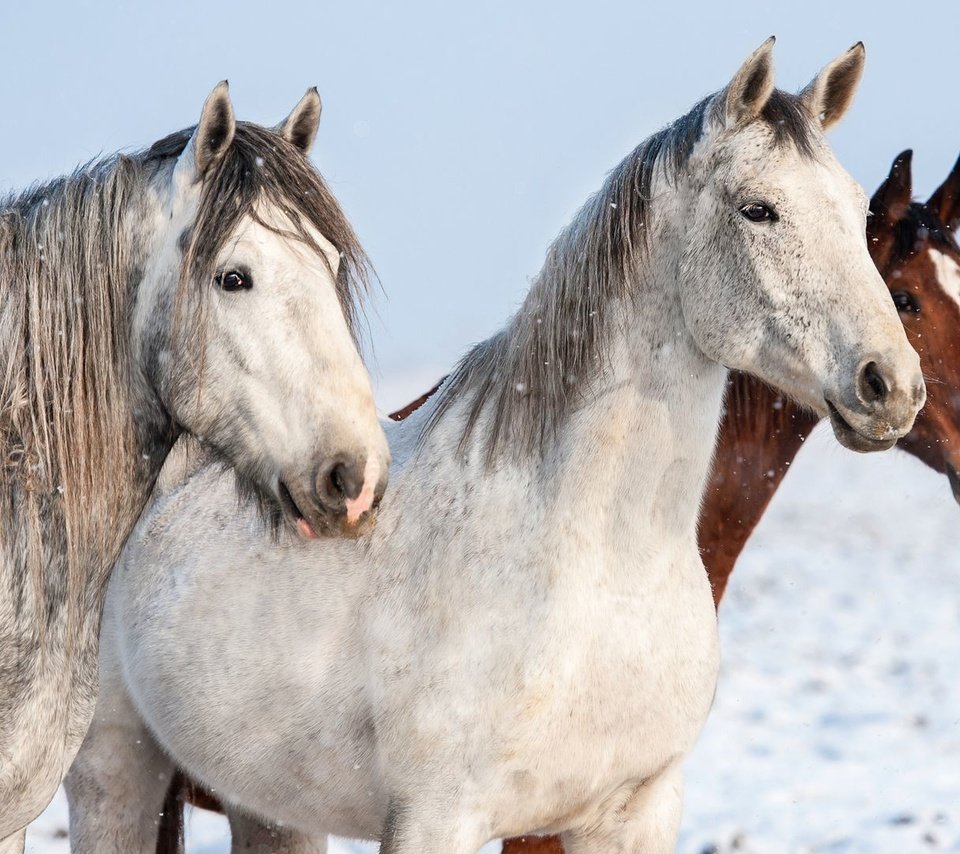 Обои лошади, кони, horse, horses разрешение 1920x1080 Загрузить