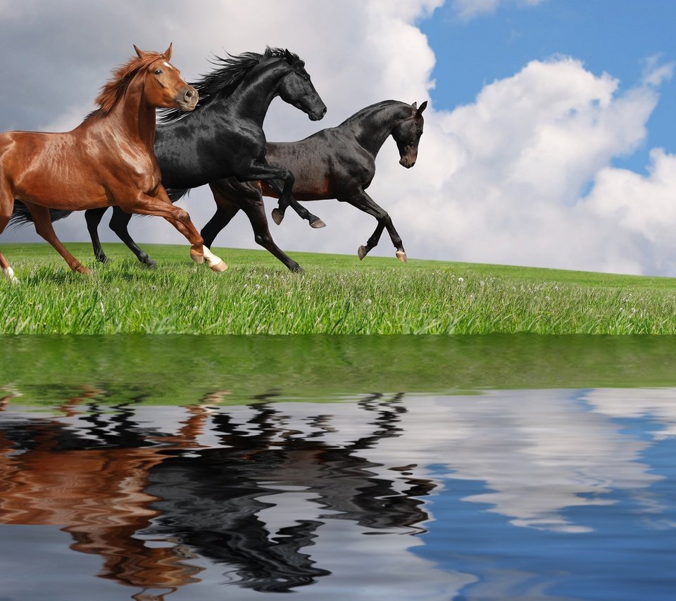 Обои небо, трава, облака, вода, отражение, лошади, кони, the sky, grass, clouds, water, reflection, horse, horses разрешение 2880x1800 Загрузить