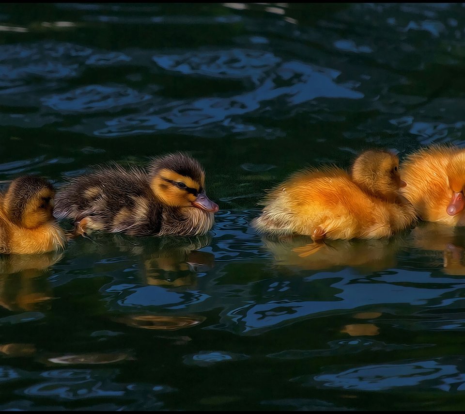 Обои водоем, птицы, утята, утки, птенцы, pond, birds, ducklings, duck, chicks разрешение 2744x1427 Загрузить