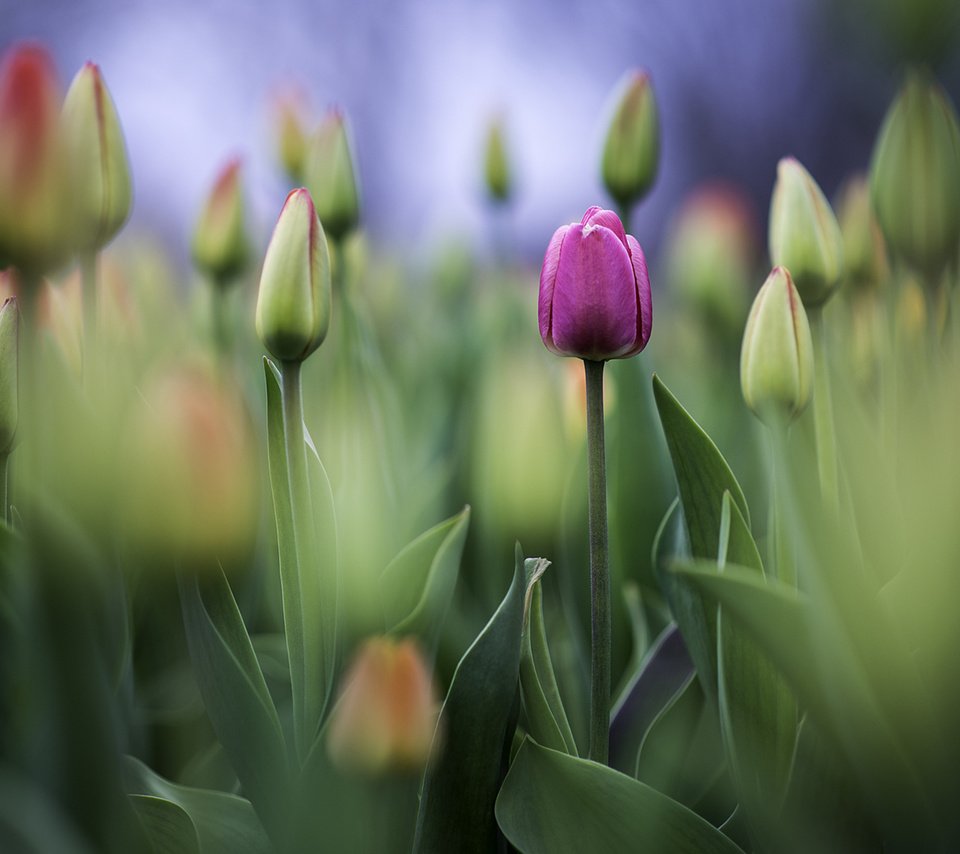 Обои цветы, фото, бутон, фотограф, тюльпаны, greg stevenson, flowers, photo, bud, photographer, tulips разрешение 1920x1261 Загрузить