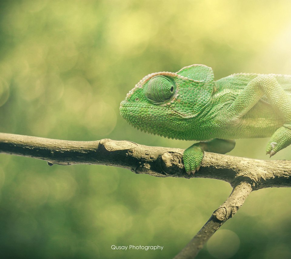 Обои ветка, ящерица, хамелеон, боке, branch, lizard, chameleon, bokeh разрешение 2048x1365 Загрузить