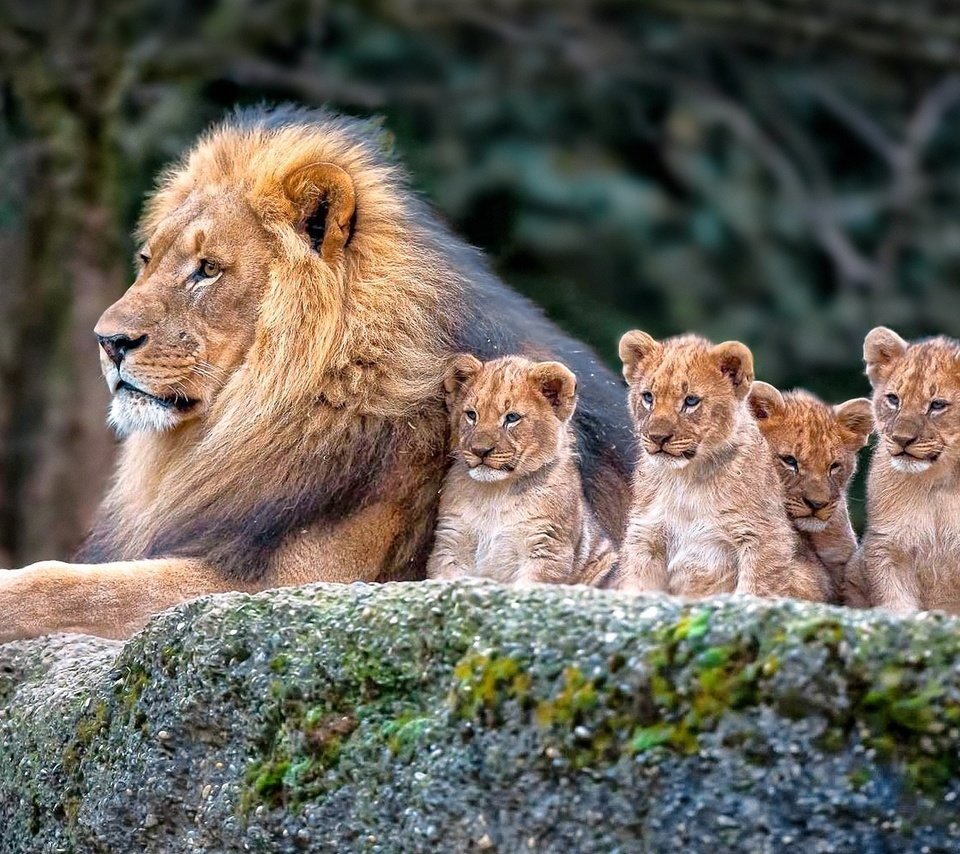 Обои природа, львы, семья, лев, львята, nature, lions, family, leo, the cubs разрешение 1920x1200 Загрузить