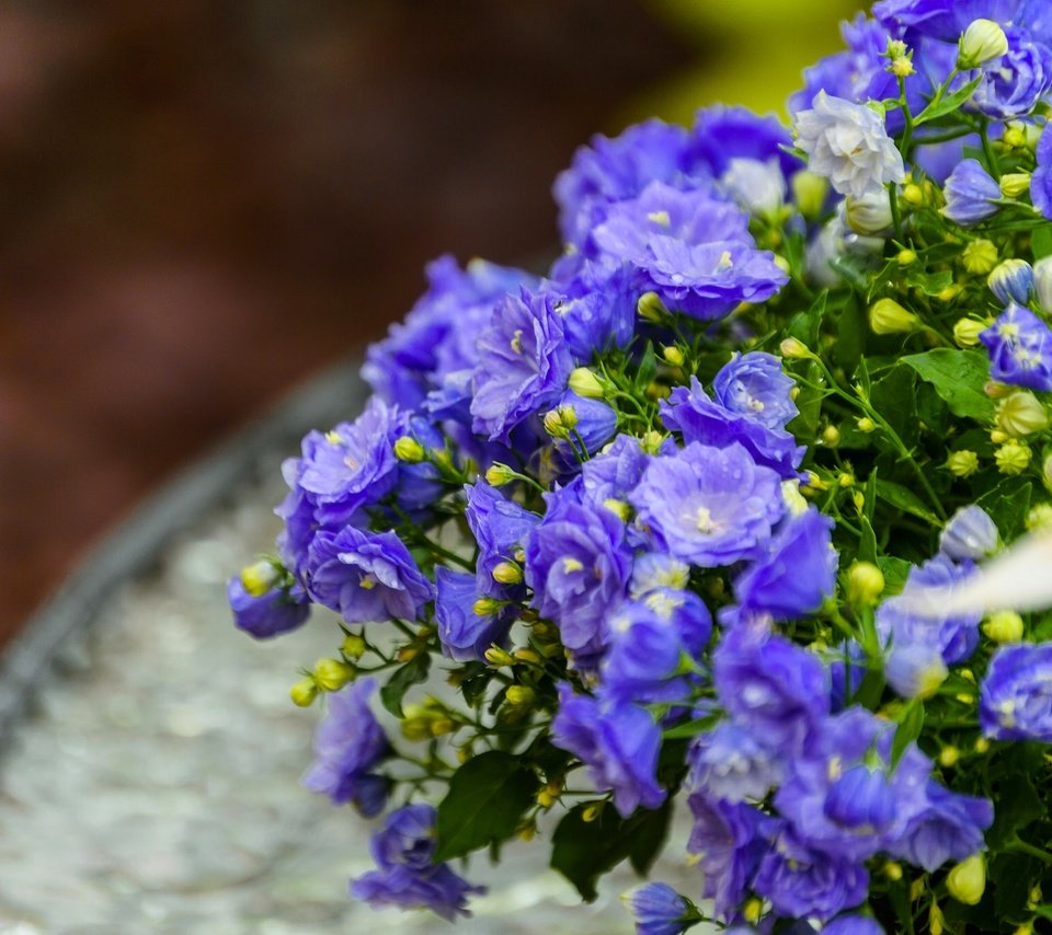 Обои цветы, макро, лепестки, синие, бутончики, кампанула, flowers, macro, petals, blue, buds разрешение 1920x1280 Загрузить