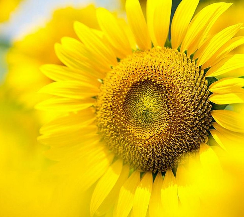 Обои цветок, подсолнух, flower, sunflower разрешение 2880x1802 Загрузить