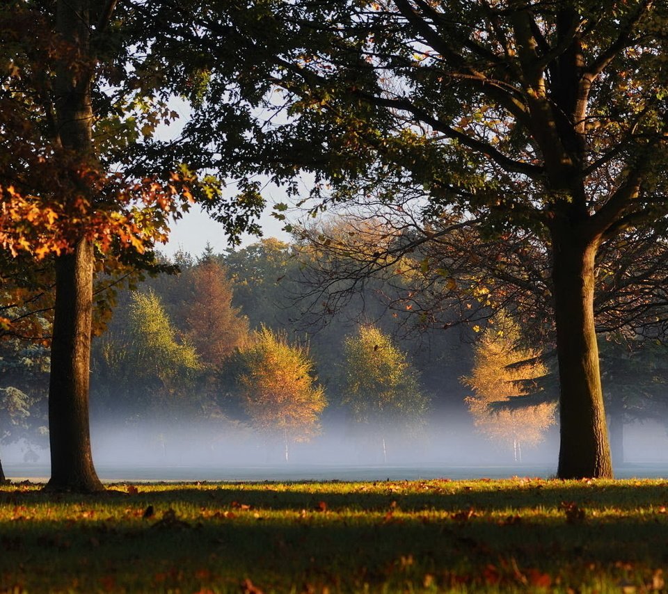 Обои трава, деревья, листья, туман, grass, trees, leaves, fog разрешение 1920x1080 Загрузить