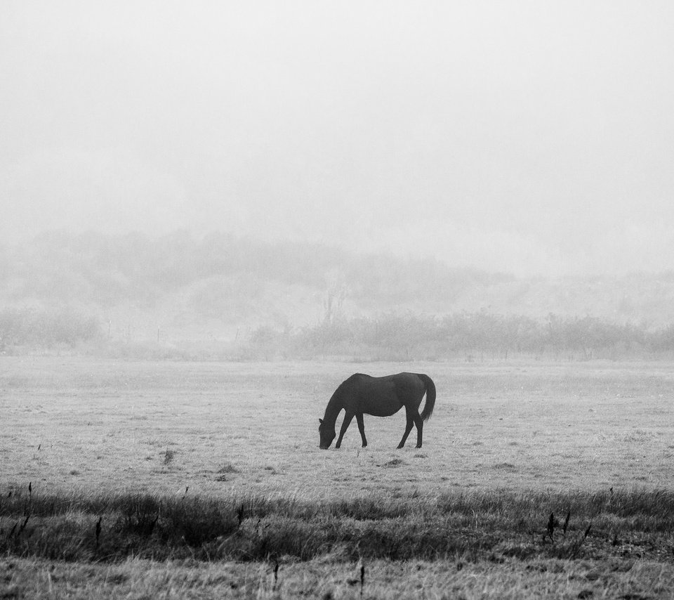 Обои лошадь, утро, чёрно-белое, мерзлота, черно- белый, horse, morning, black and white, permafrost разрешение 2048x1152 Загрузить