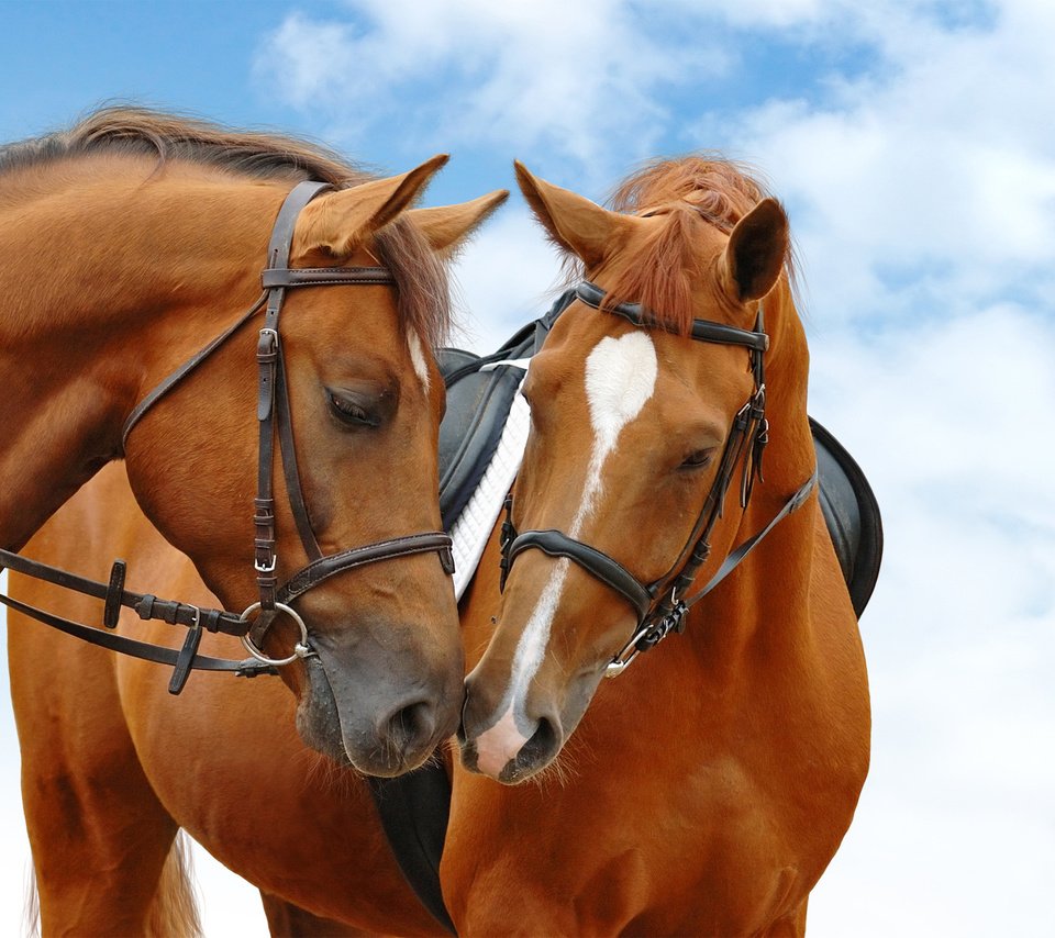 Обои небо, лошади, кони, голубая, неба, the sky, horse, horses, blue, sky разрешение 2560x1440 Загрузить