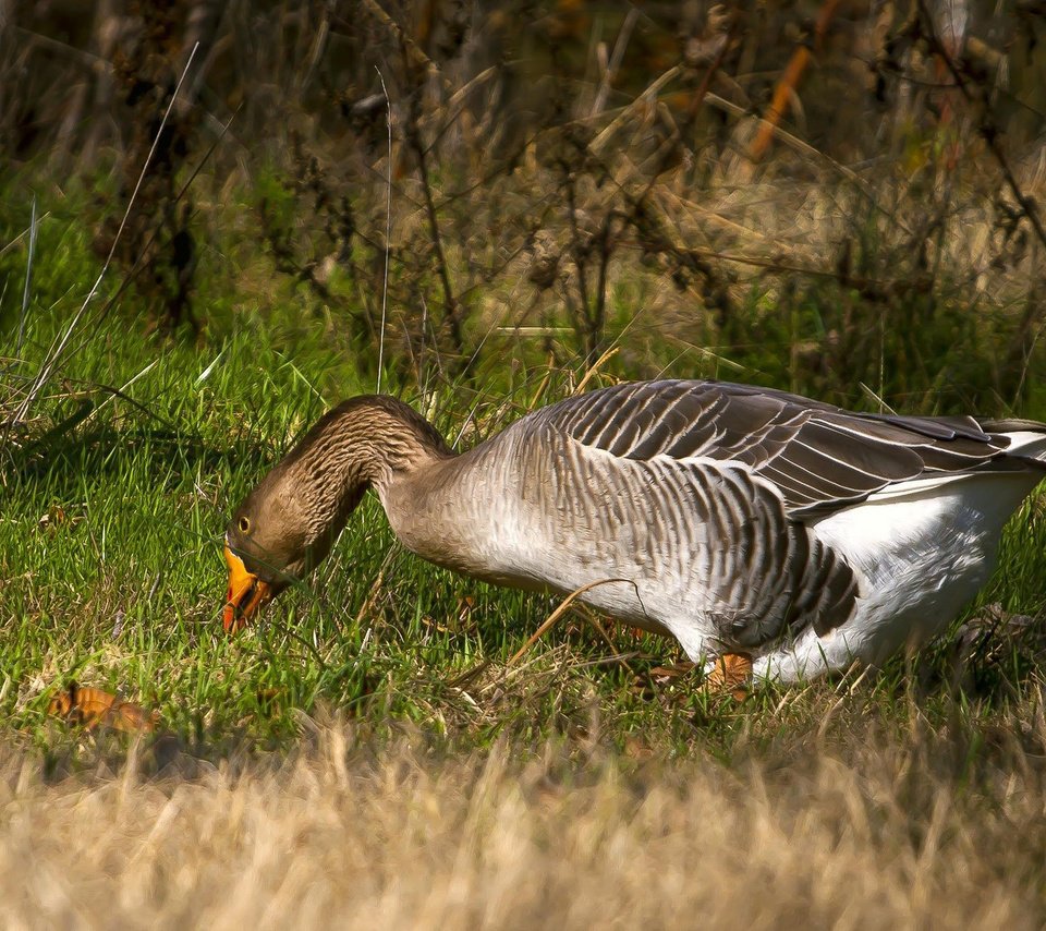 Обои трава, птица, клюв, перья, гусь, шея, grass, bird, beak, feathers, goose, neck разрешение 2048x1188 Загрузить