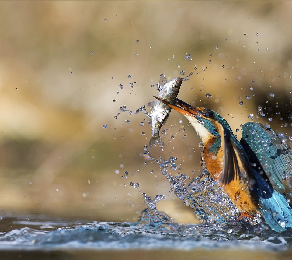 Обои вода, озеро, брызги, птица, рыба, добыча, зимородок, water, lake, squirt, bird, fish, mining, kingfisher разрешение 2048x1349 Загрузить