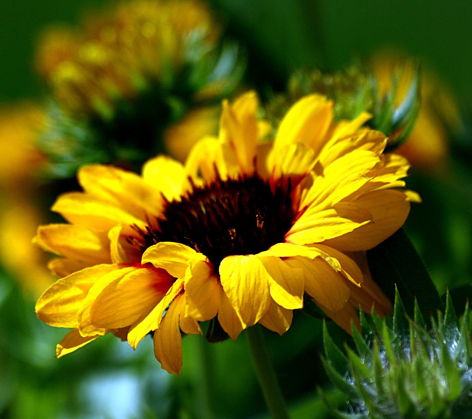 Обои желтый, цветок, подсолнух, размытость, yellow, flower, sunflower, blur разрешение 3380x2592 Загрузить