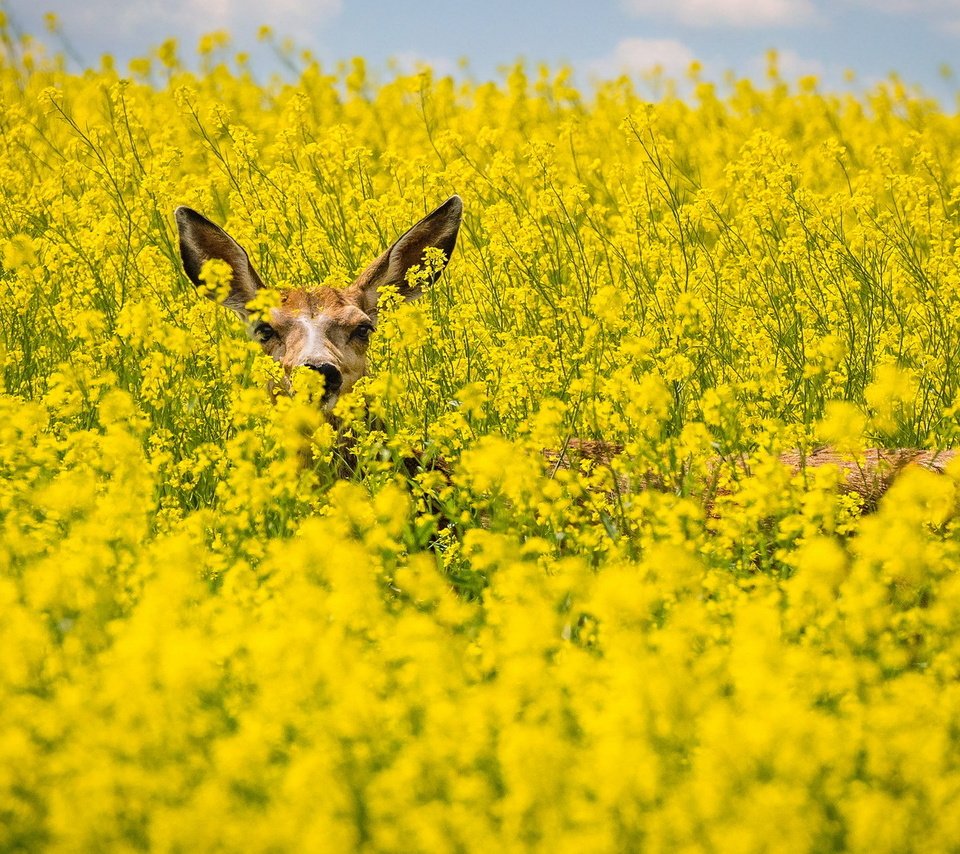 Обои поле, лето, косуля, рапс, field, summer, roe, rape разрешение 1920x1200 Загрузить