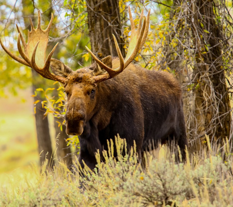 Обои трава, природа, лес, рога, лось, grass, nature, forest, horns, moose разрешение 2040x1632 Загрузить