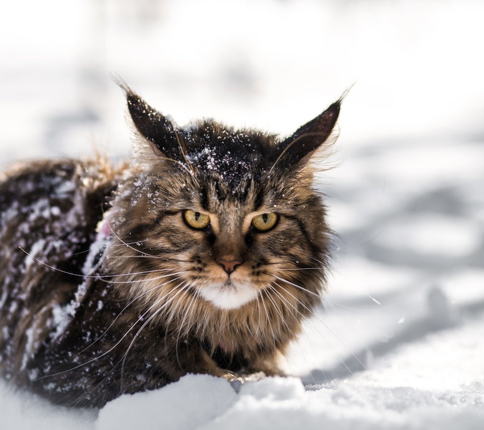 Обои снег, зима, кот, кошка, взгляд, мей-кун, snow, winter, cat, look, mei-kun разрешение 5472x3648 Загрузить