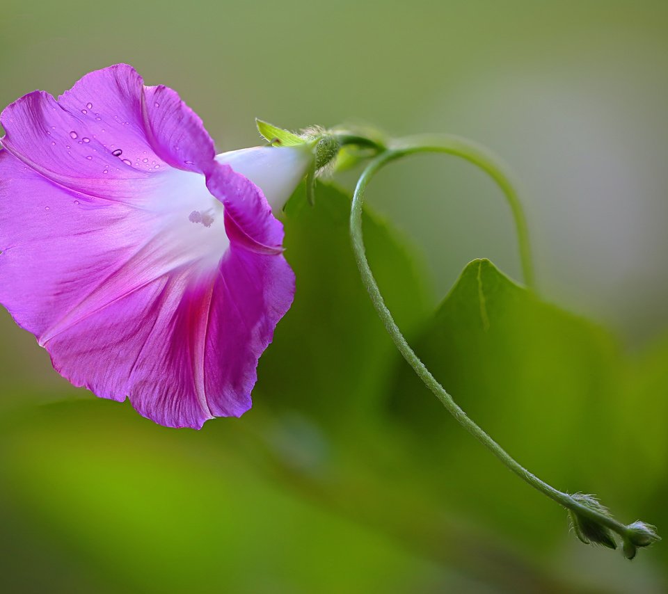 Обои природа, листья, цветок, лепестки, вьюнок, ипомея, nature, leaves, flower, petals, bindweed, morning glory разрешение 2048x1365 Загрузить