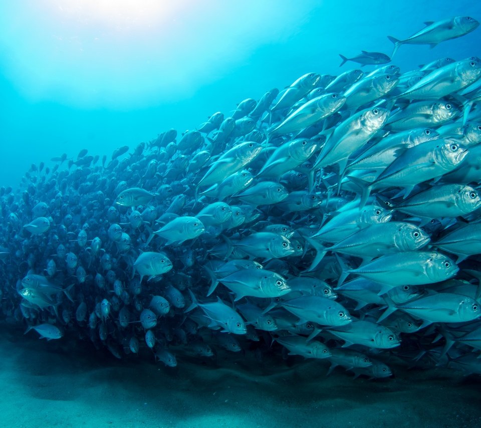 Обои рыбы, океан, рыба, подводный мир, отмель, океана, fish, the ocean, underwater world, shoal, ocean разрешение 2880x1908 Загрузить
