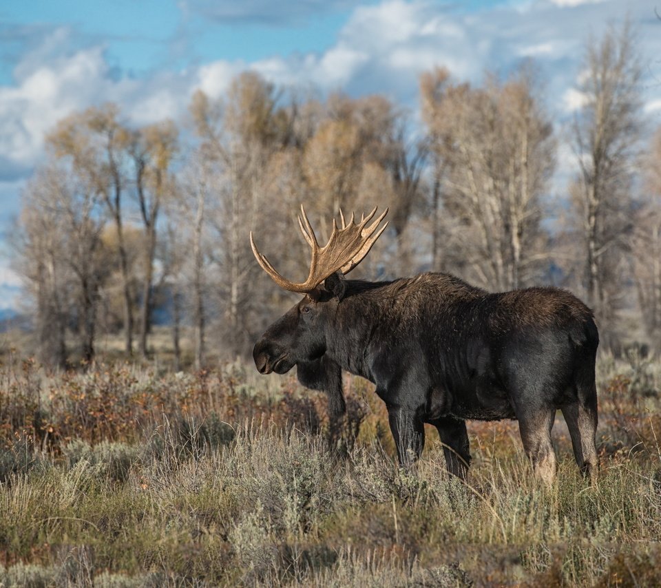 Обои природа, осень, лось, nature, autumn, moose разрешение 2560x1595 Загрузить