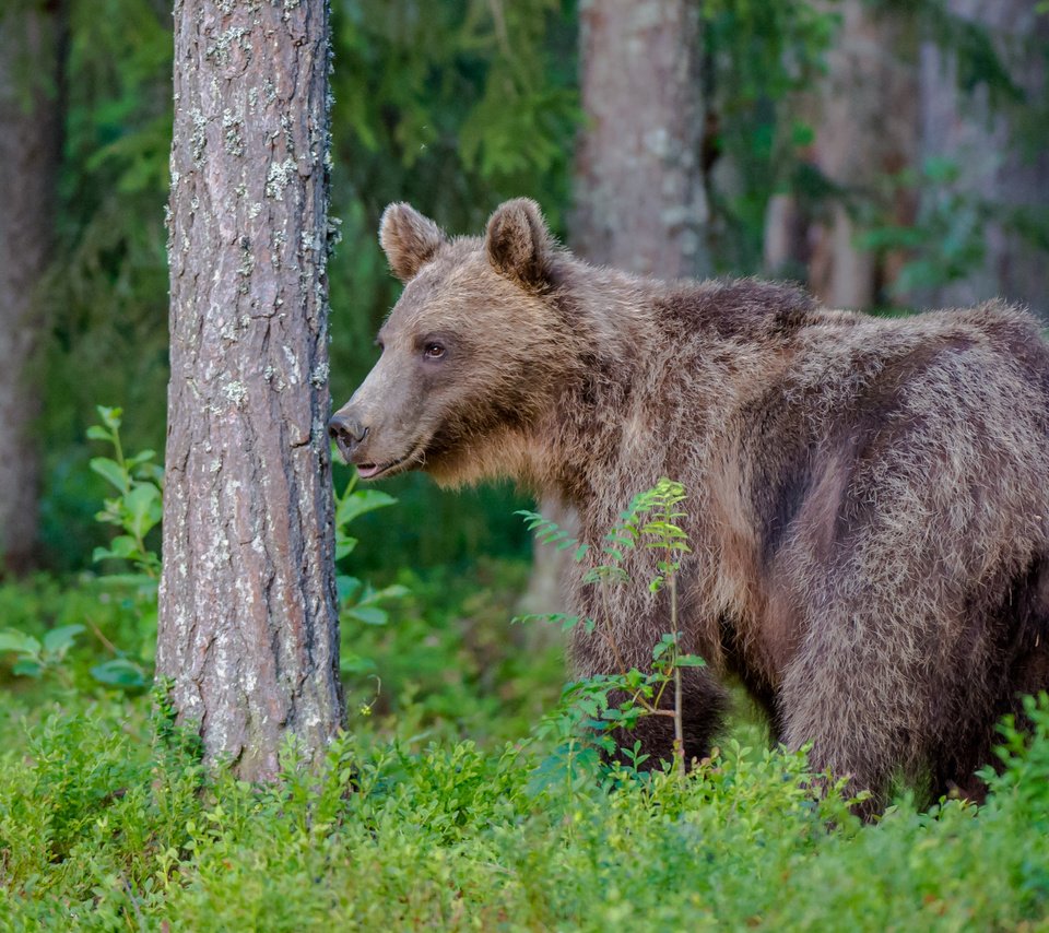 Обои лес, медведь, хищник, forest, bear, predator разрешение 2767x1842 Загрузить