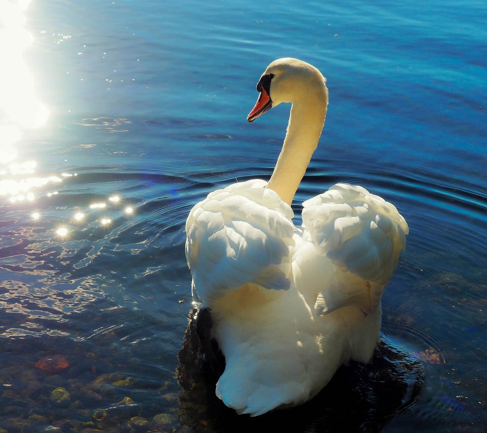 Обои природа, птица, лебедь, nature, bird, swan разрешение 2048x1432 Загрузить