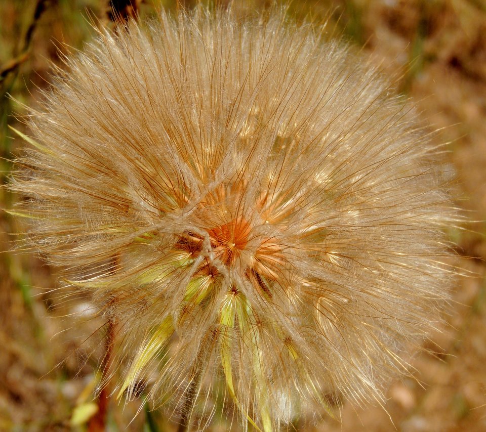 Обои природа, цветок, одуванчик, растение, былинки, nature, flower, dandelion, plant, blade разрешение 3600x2700 Загрузить