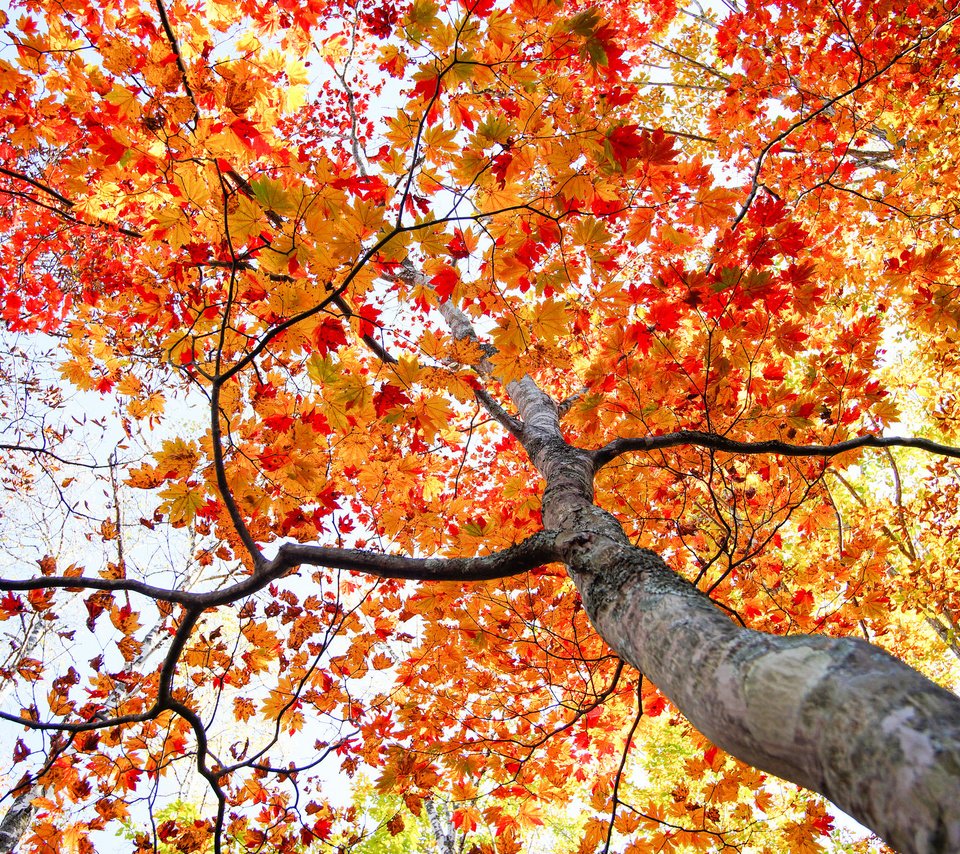 Обои дерево, листья, осень, ствол, tree, leaves, autumn, trunk разрешение 2048x1365 Загрузить