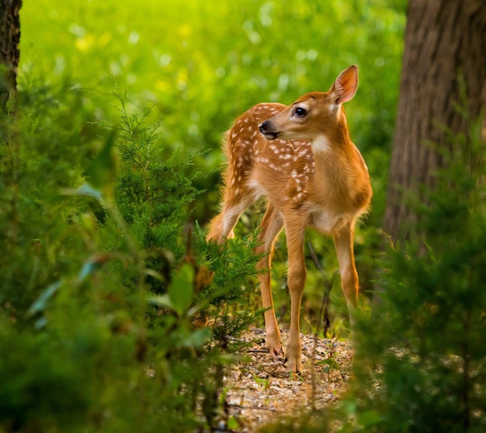 Обои лес, олень, малыш, олененок, forest, deer, baby, fawn разрешение 1920x1379 Загрузить