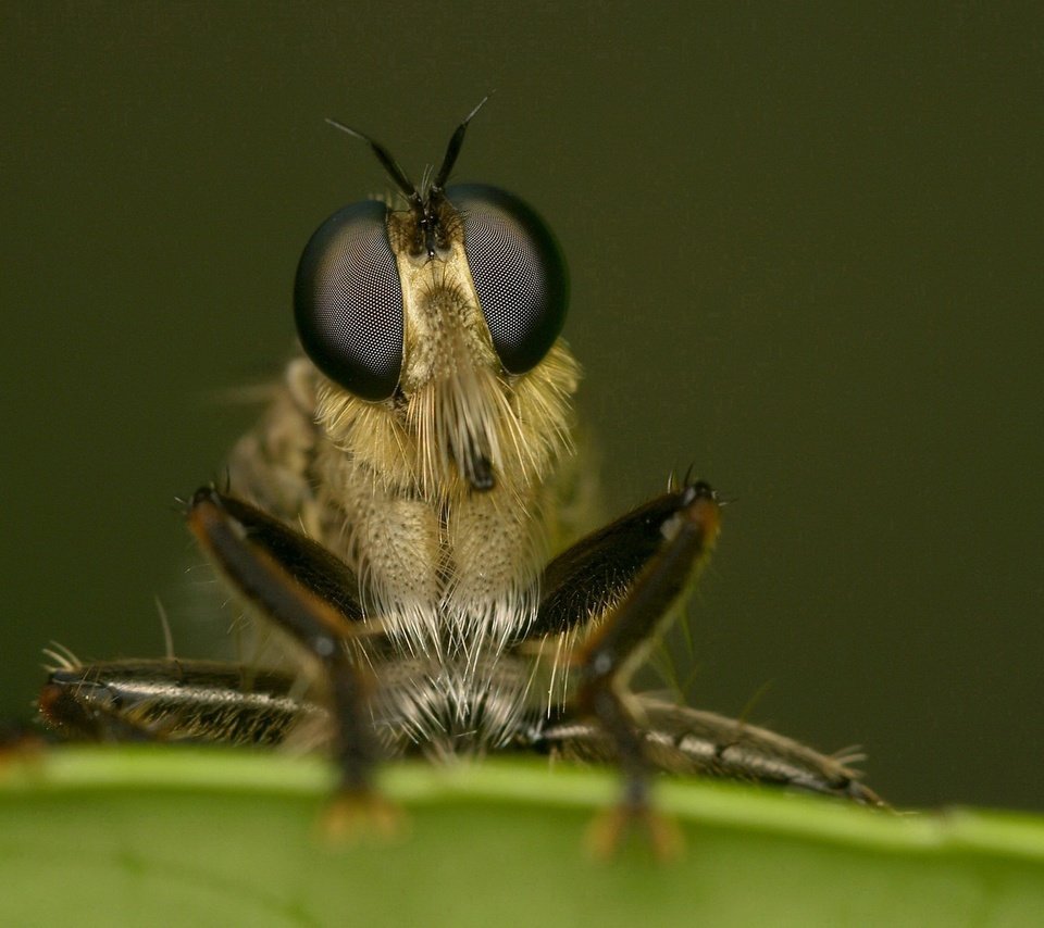 Обои глаза, макро, насекомое, лапки, муха, крупным планом, eyes, macro, insect, legs, fly, closeup разрешение 1920x1444 Загрузить