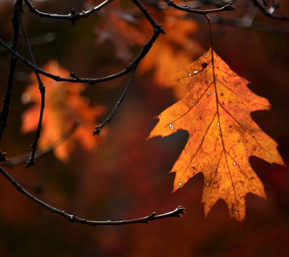 Обои природа, осень, лист, nature, autumn, sheet разрешение 2048x1356 Загрузить