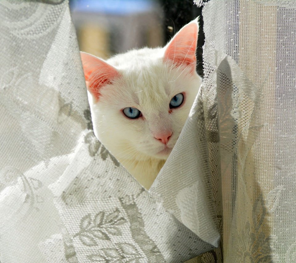 Обои глаза, кот, взгляд, киска, занавески, котэ, eyes, cat, look, pussy, curtains, kote разрешение 2048x1365 Загрузить