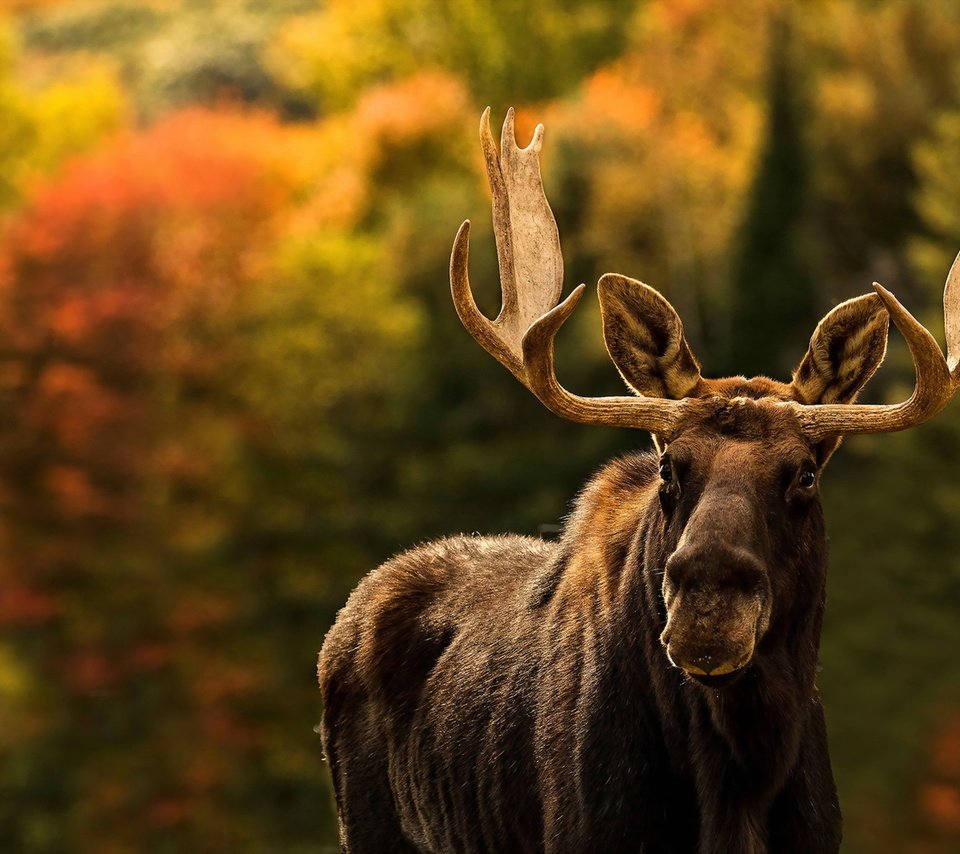 Обои природа, фон, лось, nature, background, moose разрешение 1920x1279 Загрузить